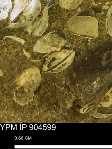 Corbulamella sp.