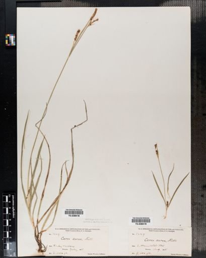Carex aurea