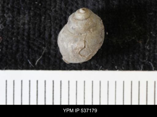 Viviparus montanaensis