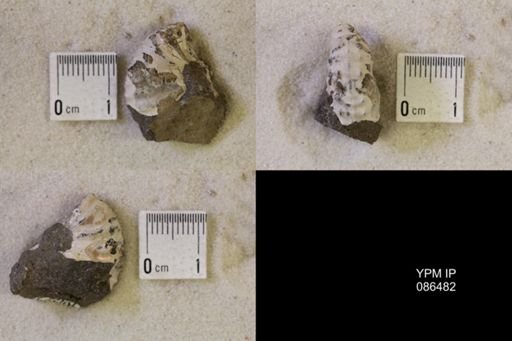 undet. Scaphitidae