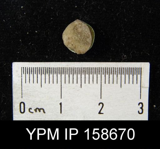Pentamerus oblongus