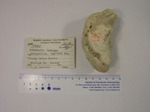 Teleoceras fossiger