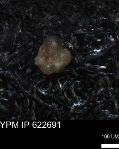 undet. Globorotaliidae