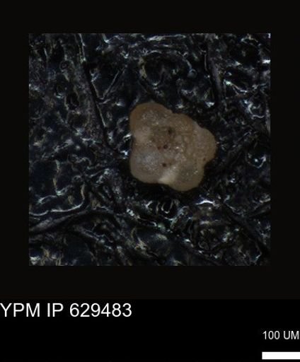 undet. Foraminiferida