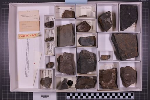 mixed taxa, stratigraphic collection