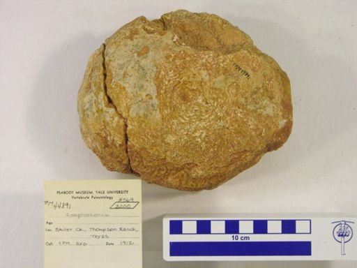 Gomphotherium sp.