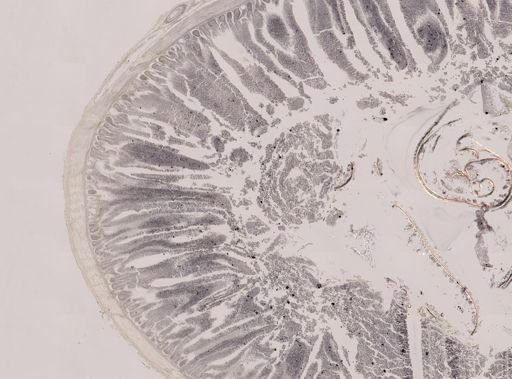 Eimeria meleagrimitis