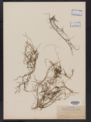 Zannichellia palustris