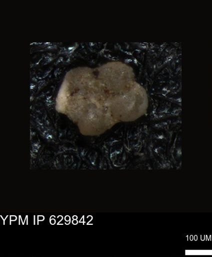 undet. Foraminiferida
