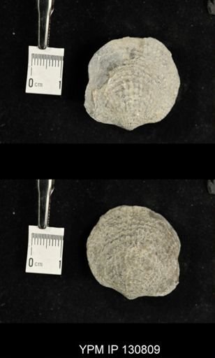 Spinatrypa spinosa