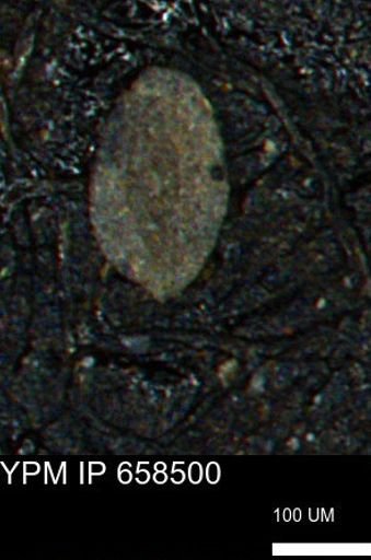 Spirolocammina subcircularis