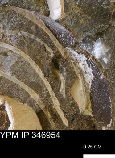 undet. Bivalvia