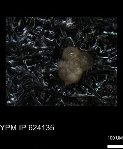 undet. Foraminiferida