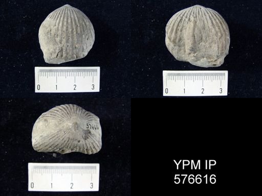 Uncinulus stricklandi
