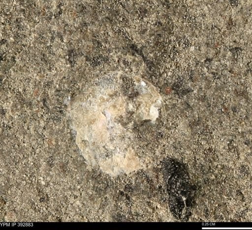 Scaphites sp.
