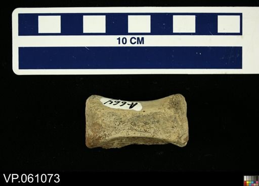Ornithischia