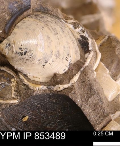 Limopsis striatopunctatus