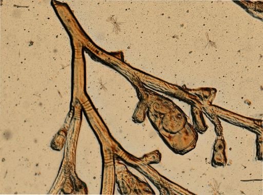 Obelia longissima