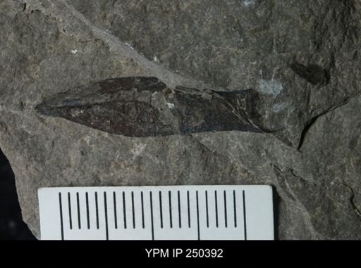 Waeringopterus sp.