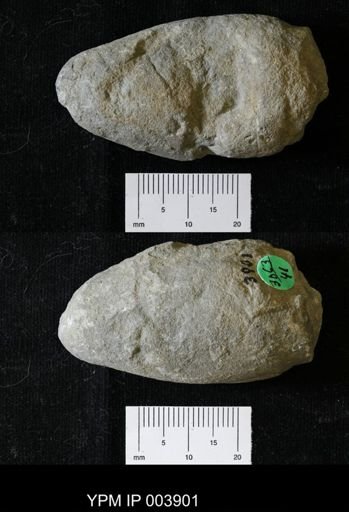 Billingsites newberryi