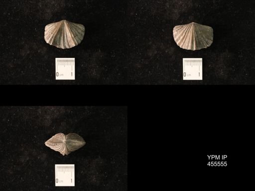 Platystrophia laticosta
