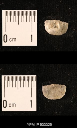 Chonetes sp.