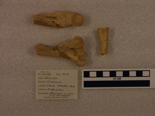 Dinictis