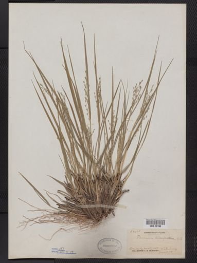 Panicum depauperatum