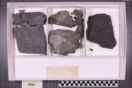 mixed taxa, stratigraphic collection