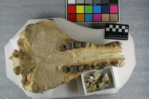 Archaeotherium mortoni