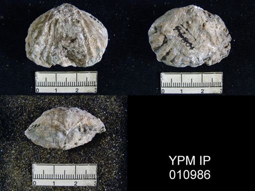 Meekella difficilis