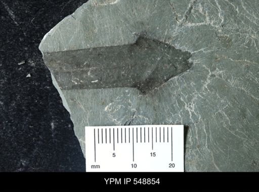 undet. Eurypterida