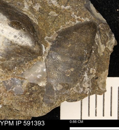 Tenuipteria fibrosa