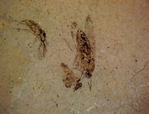 undet. Diptera