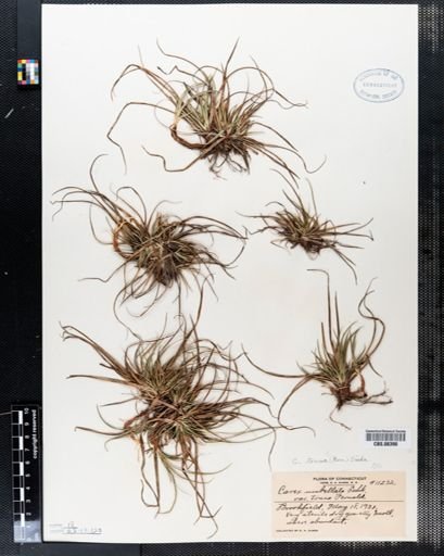Carex tonsa