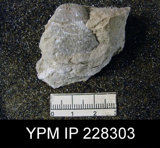 Echinoconchus sp.