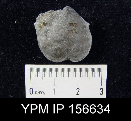 Clitambonites diversus