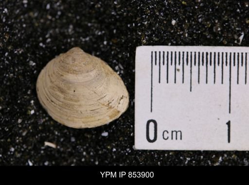 Limopsis striatopunctatus