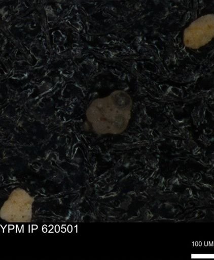 undet. Rugoglobigerinidae