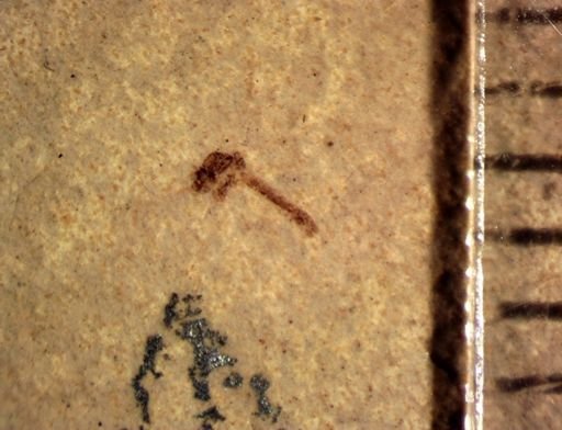 Tipulidae?