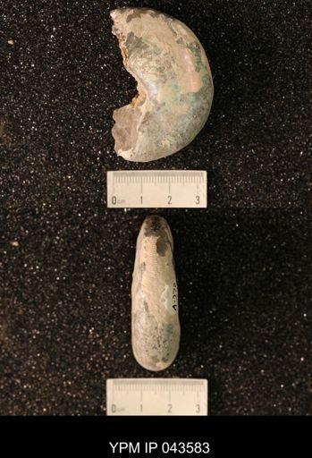 Hoploscaphites nicolletii