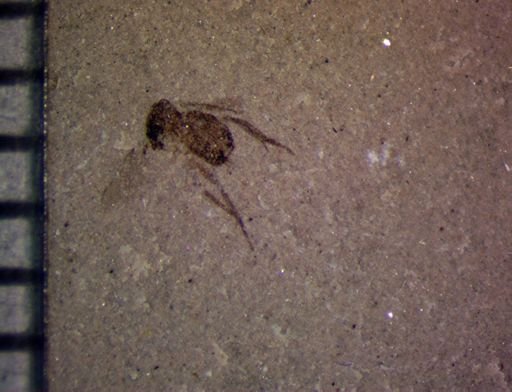 undet. Diptera