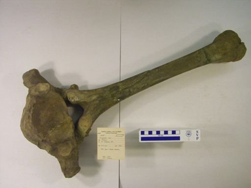 Trilophodon lulli
