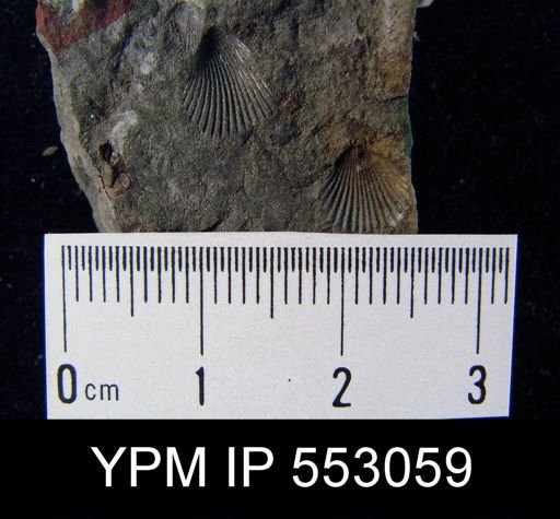 Camarotoechia sp.
