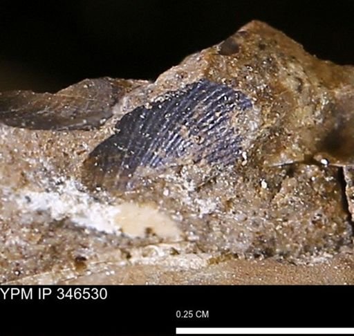 undet. Bivalvia