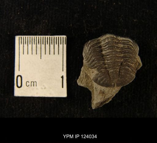 Phacops rana