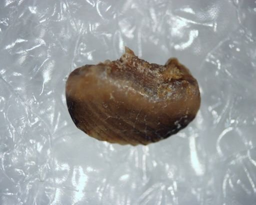 Neoplagiaulax jepi