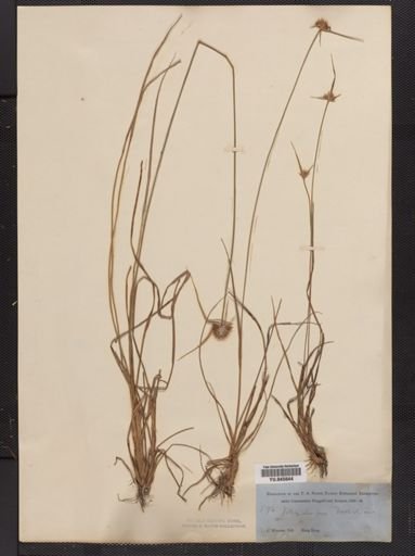 Rhynchospora