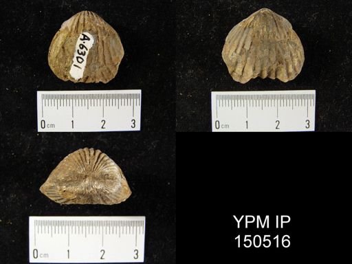 Orthorhynchula sp.