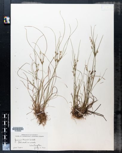 Juncus tenuis